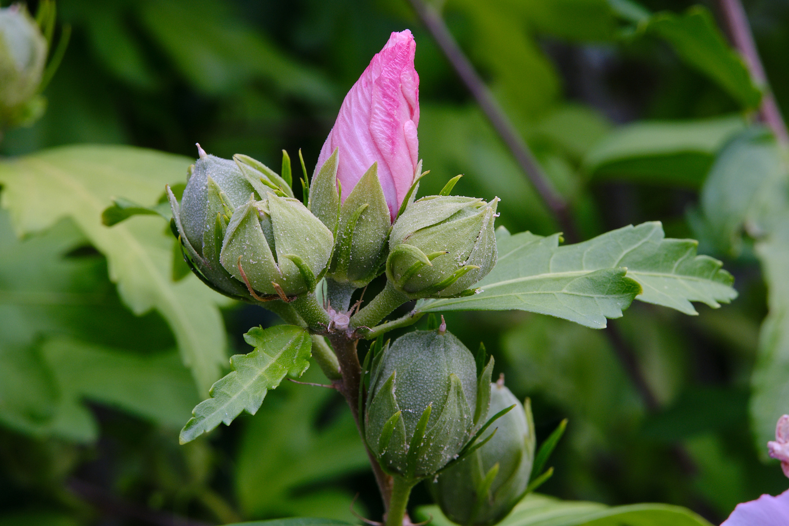 "unvollendete" Hibiskusblüte