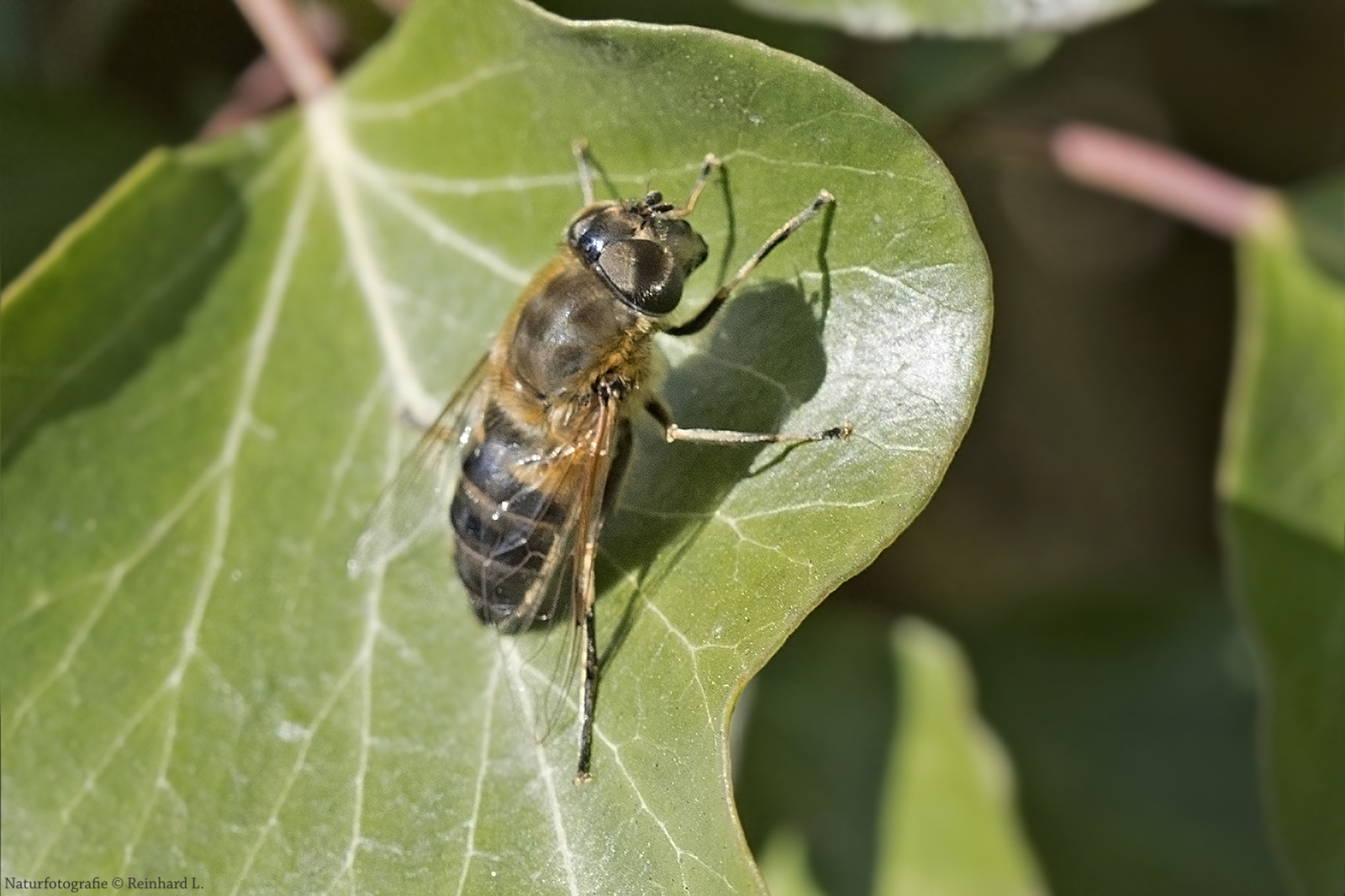  Unvorhersehbare Keilfleckschwebfliege