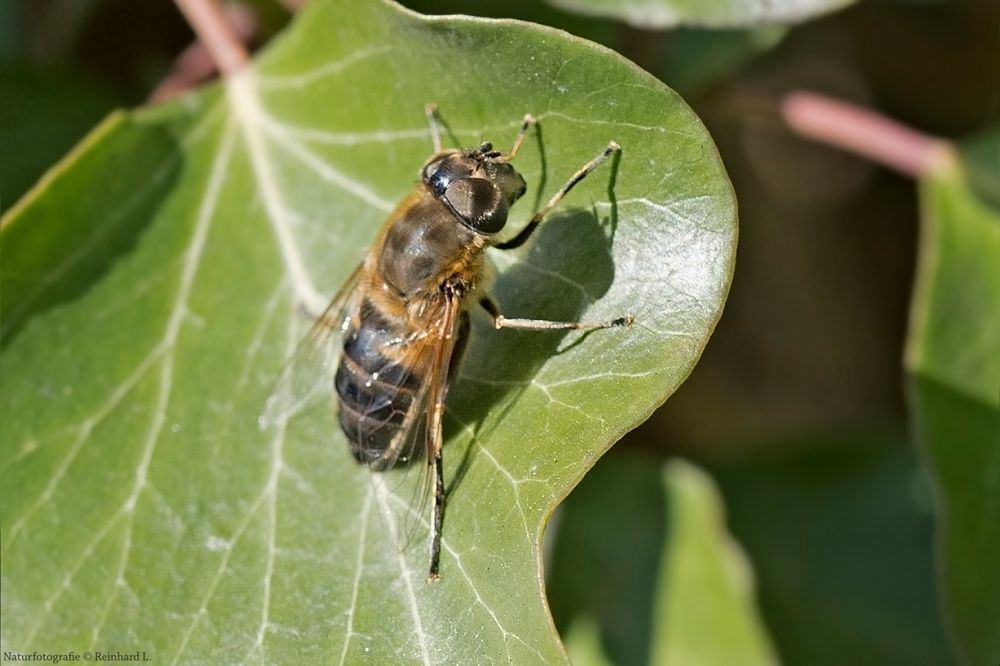  Unvorhersehbare Keilfleckschwebfliege