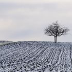 Unweit der Katharinenlinde ...