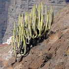 unweit von Acantilado de los Gigantes, Teneriffa, Kanaren Inseln, Spanien