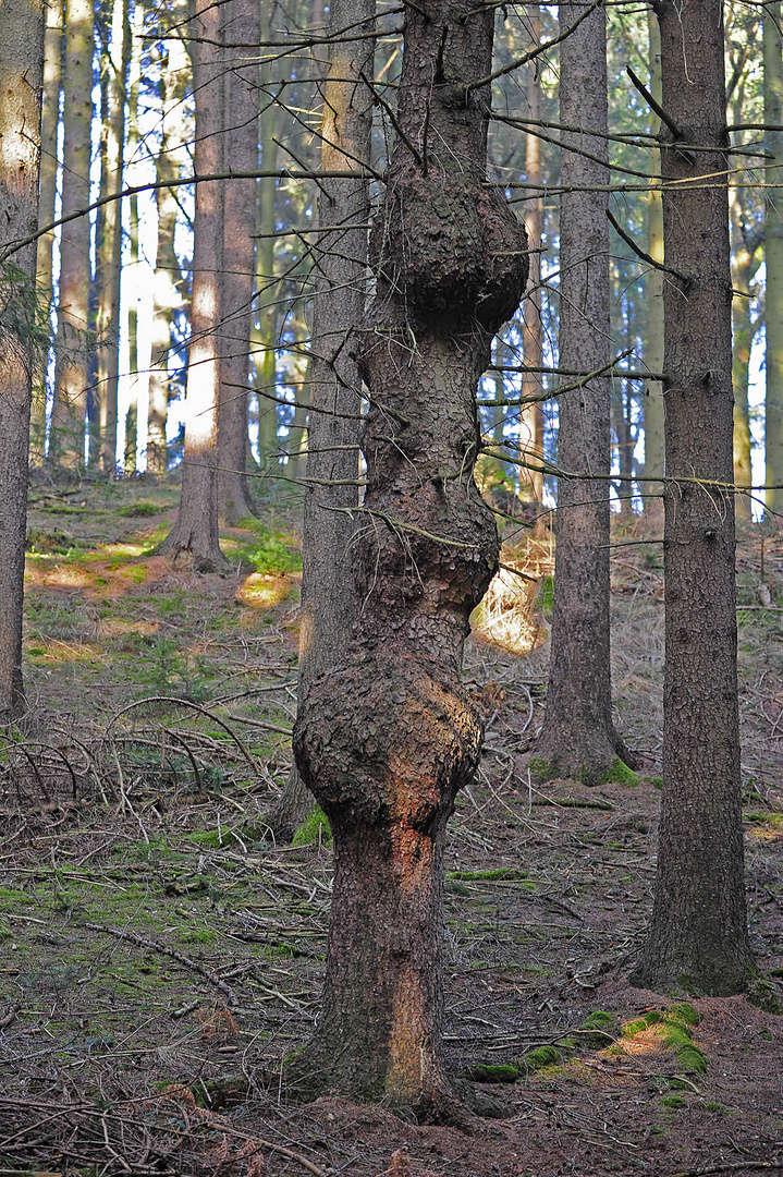 'Unwertes' Holz - verkrüppelt und verwuchert - kaum zu gebrauchen