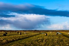 Unwetter über Schafe in Westerhever