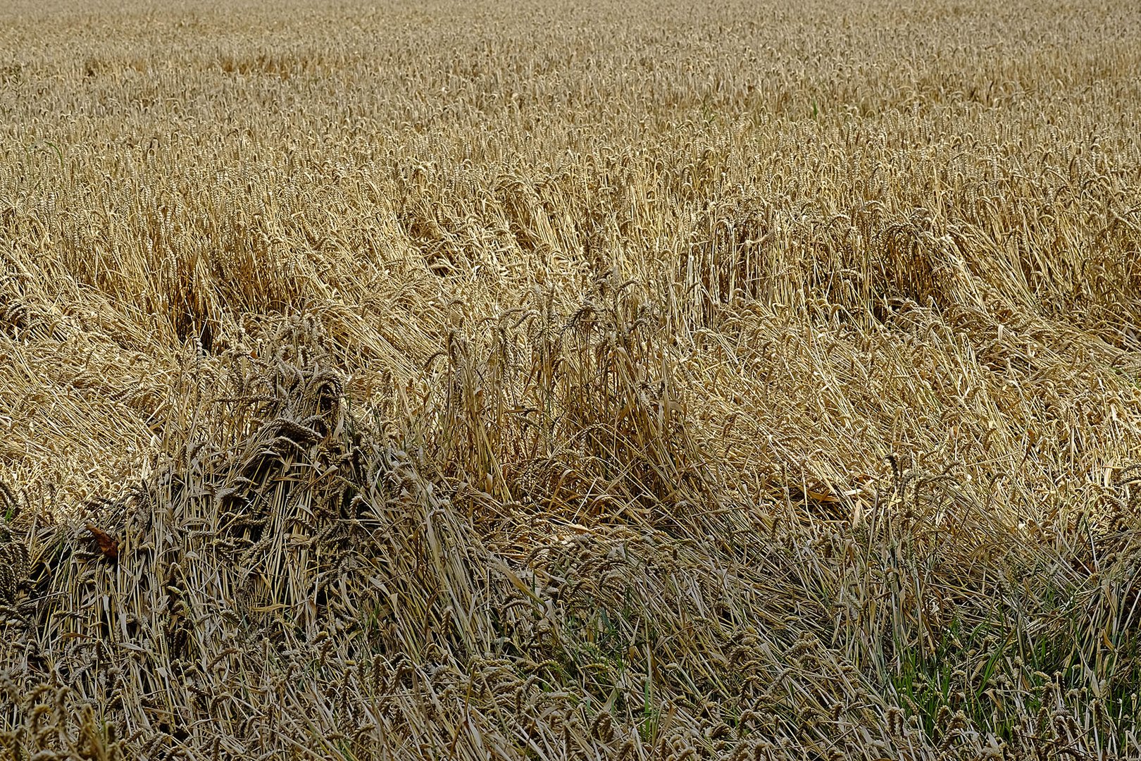 Unwetterschäden im Weizenfeld