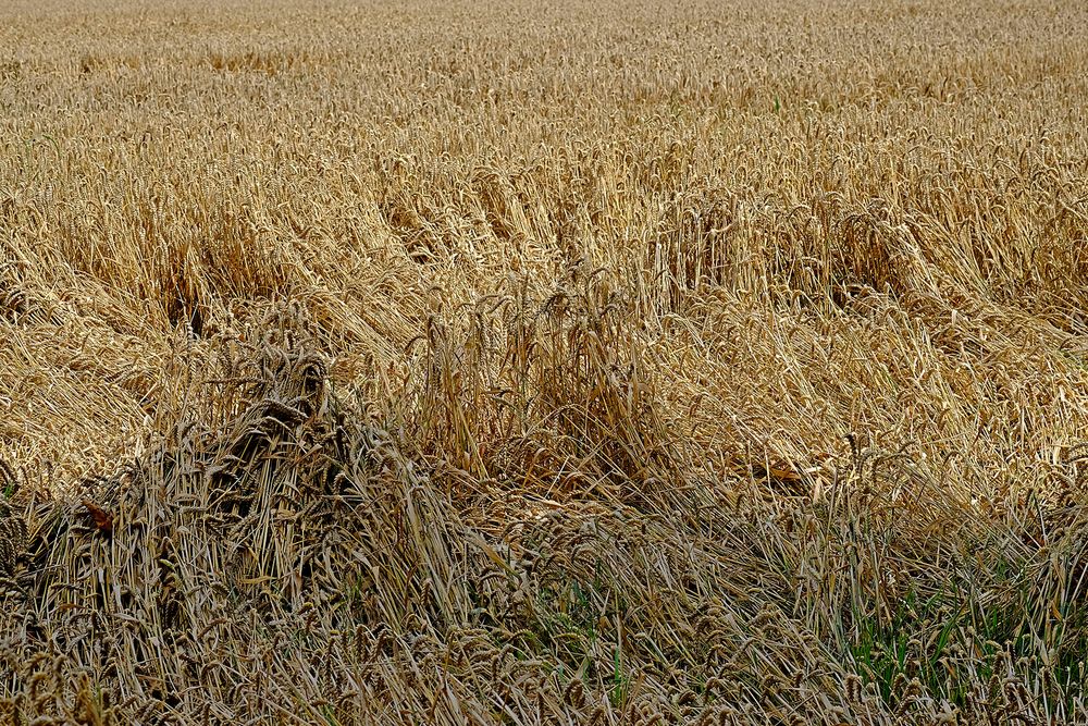 Unwetterschäden im Weizenfeld