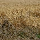 Unwetterschäden im Weizenfeld