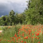 Unwetterstimmung in den Rheingärten von Neuenburg