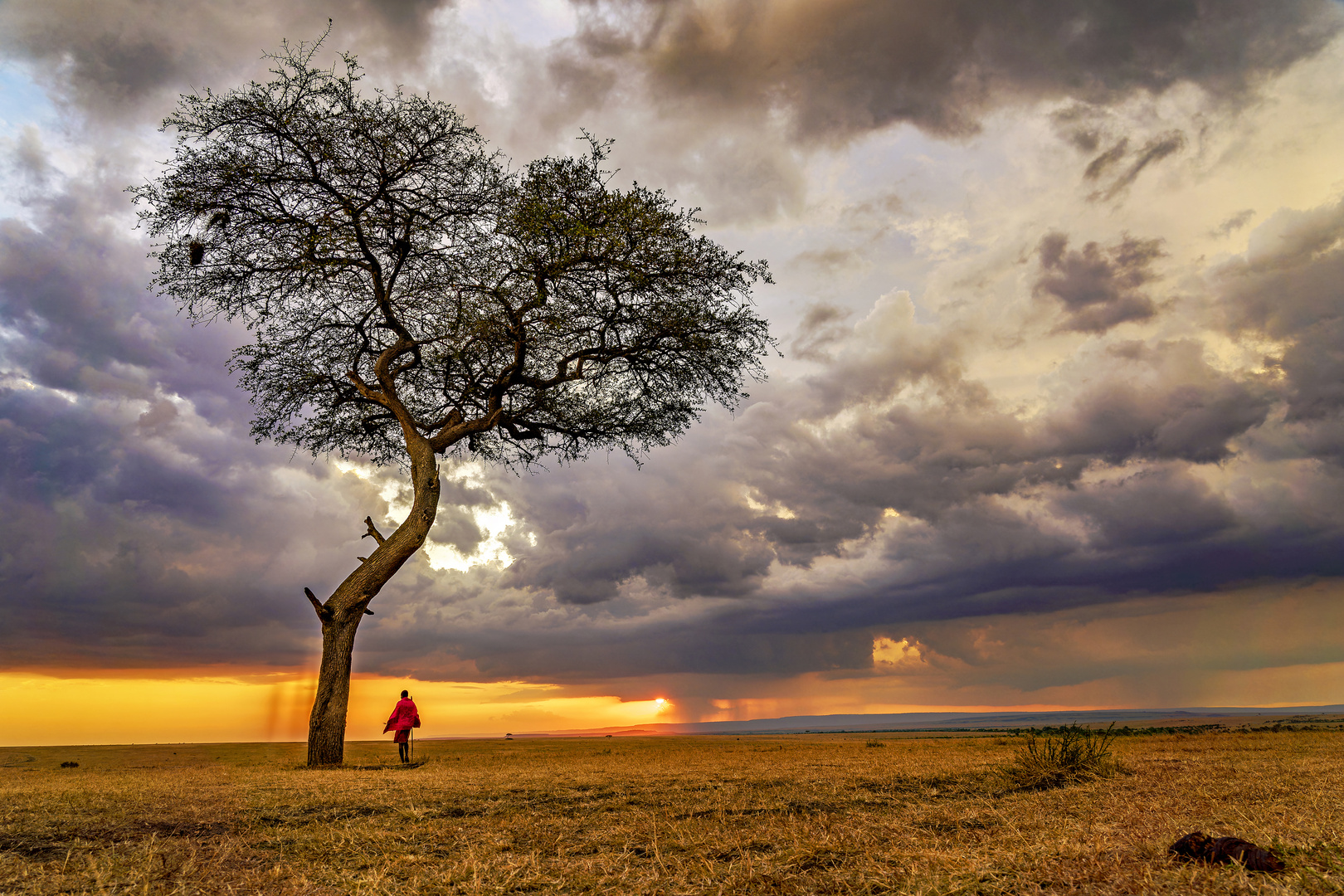 Unwetterstimmung in der Massai Mara