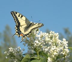 Unwiderruflich vergangen