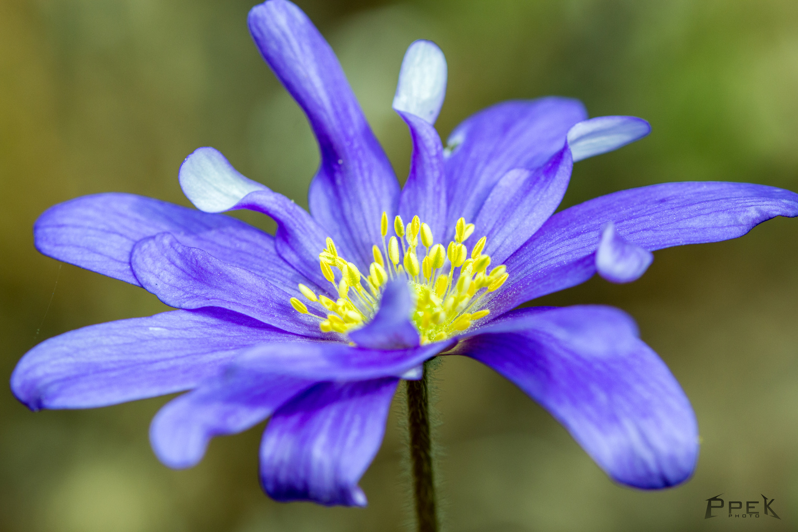 Unwiderstehliche Anemone