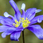 Unwiderstehliche Anemone