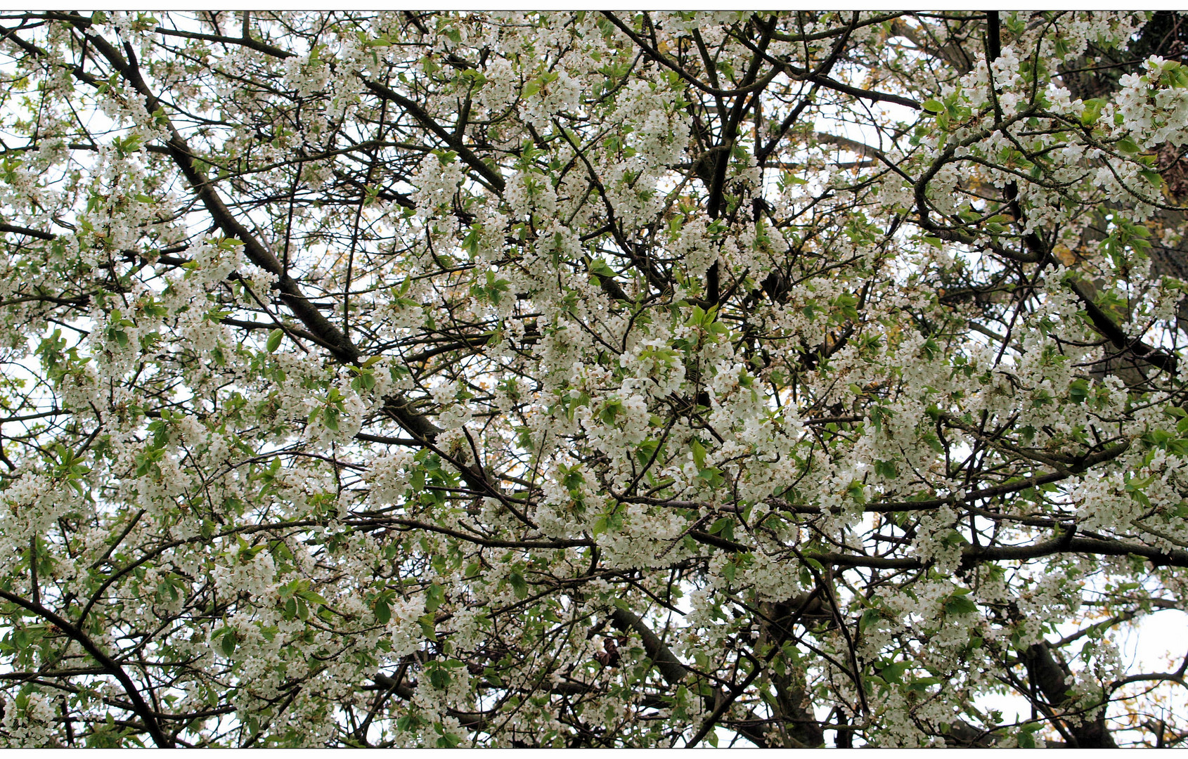 Unzählbare Blüten zum Mittwoch...