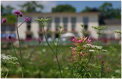 ... unzählige Blumen ...