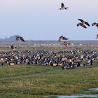 unzählige Kanadagänse (Branta canadensis)...