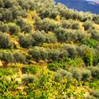 unzählige Olivenbäume deren Ernte unmittelbar bevor stand