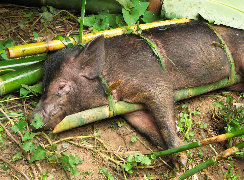 unzählige Schweine werden geopfert...