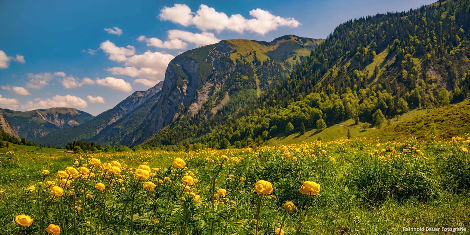 Unzählige Trollblumen säumen den Weg durch den Talkessel des Großen Ahornbodens.