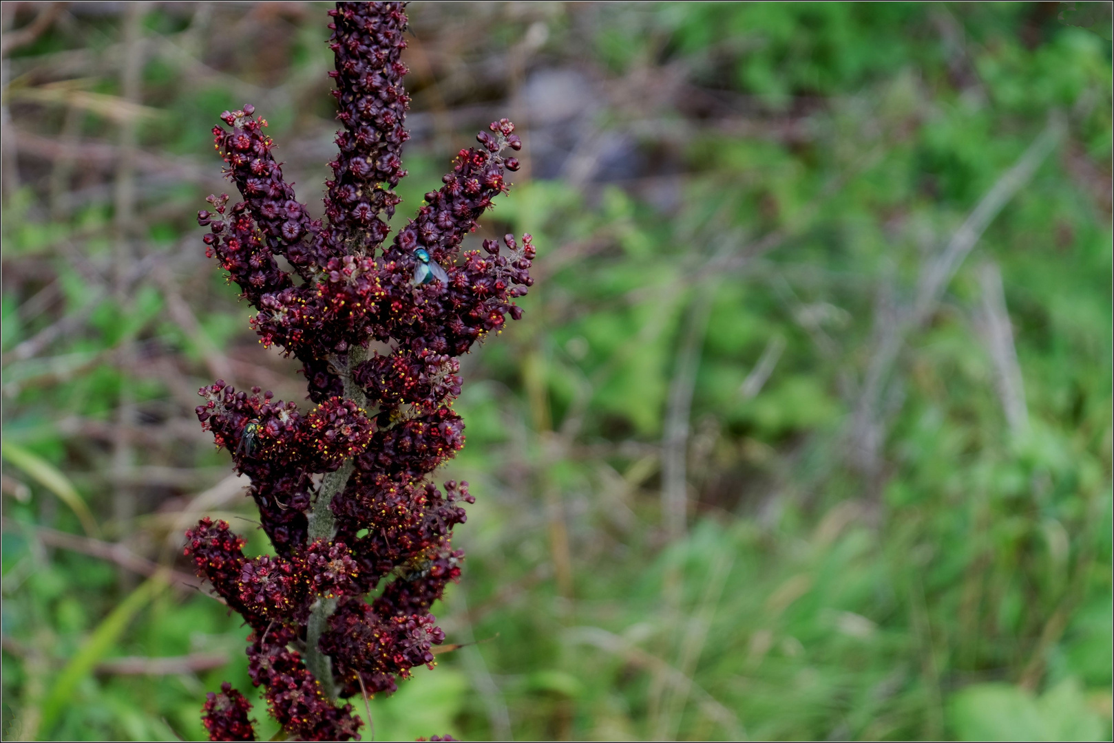 ..unzählige winzige, dunkelrote Blüten..