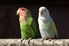 Unzertrennliche (Agaporniden) im Zoo Neuwied