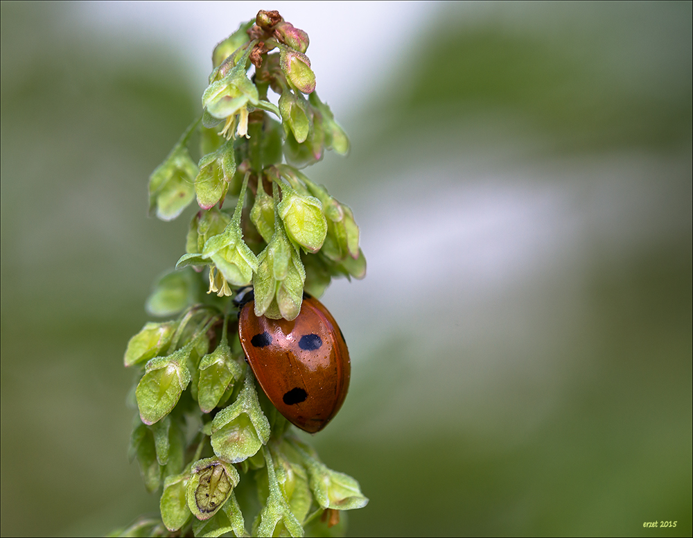 Unzureichend als Versteck...