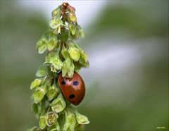 Unzureichend als Versteck...