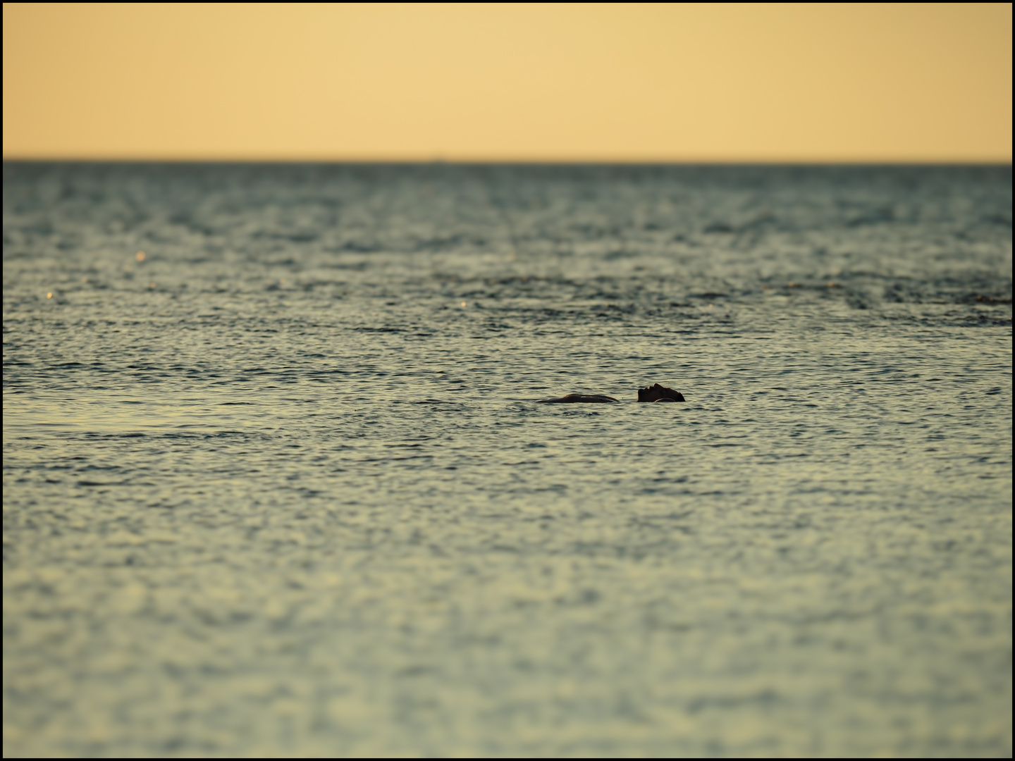 uomo in mare