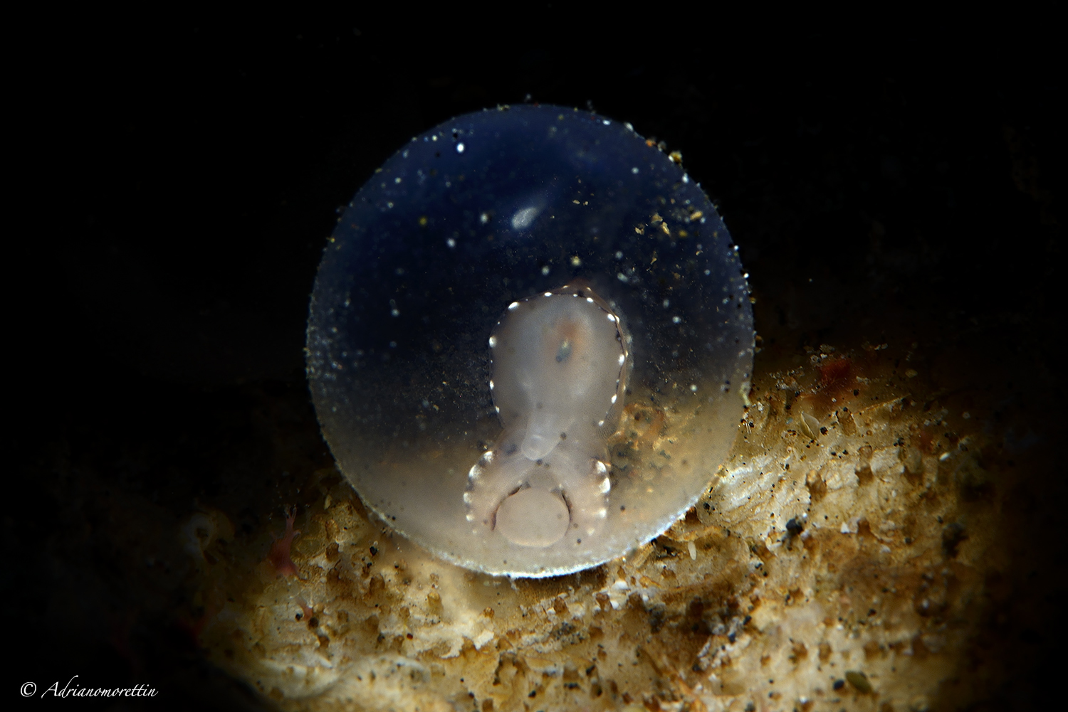 uovo di flamboyant cuttlefish 