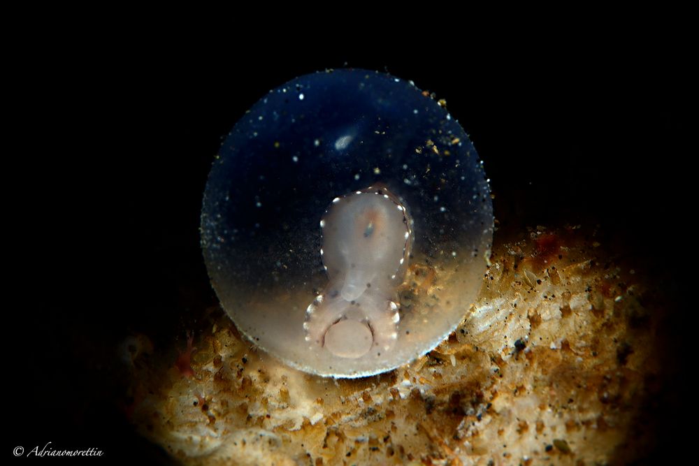 uovo di flamboyant cuttlefish 