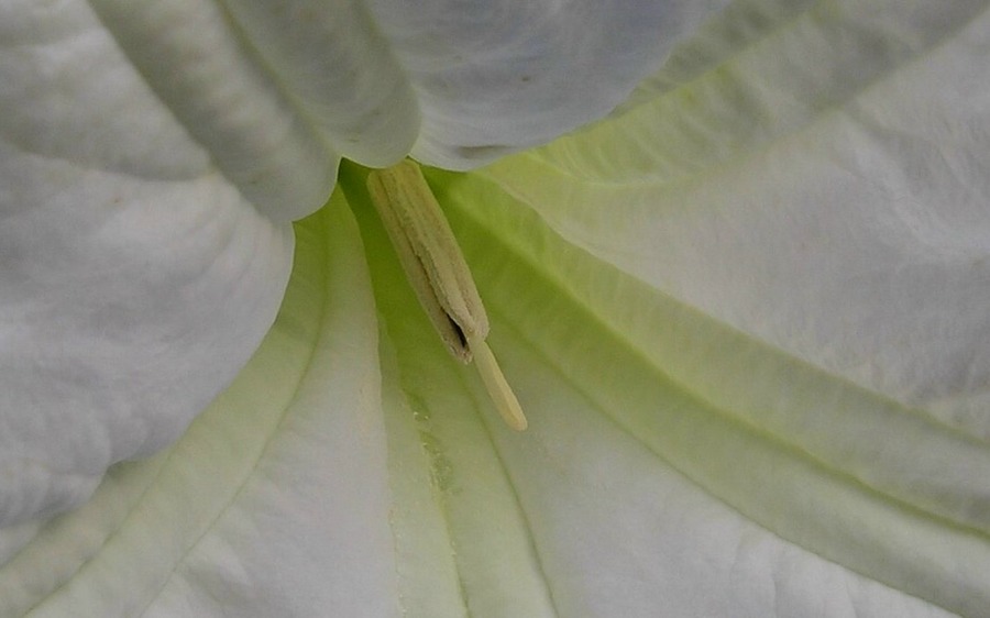 Up Close Flower