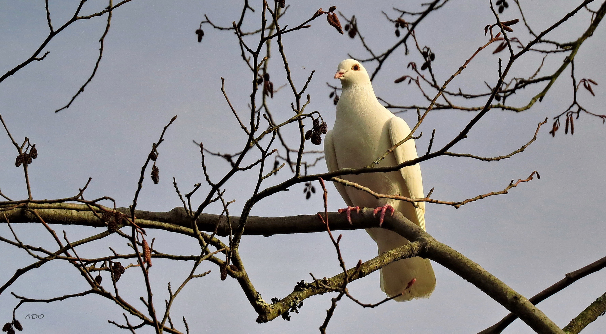 Up High in the Tree