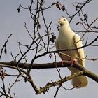 Up High in the Tree