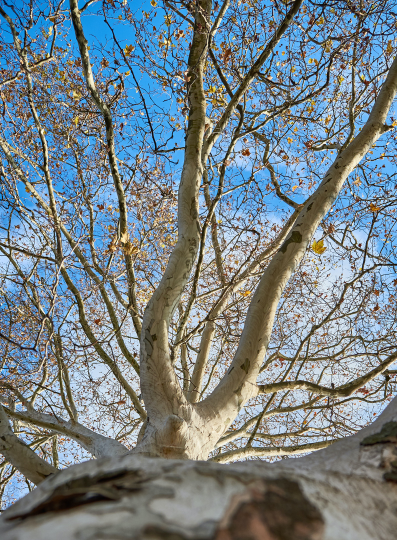 Up in the tree