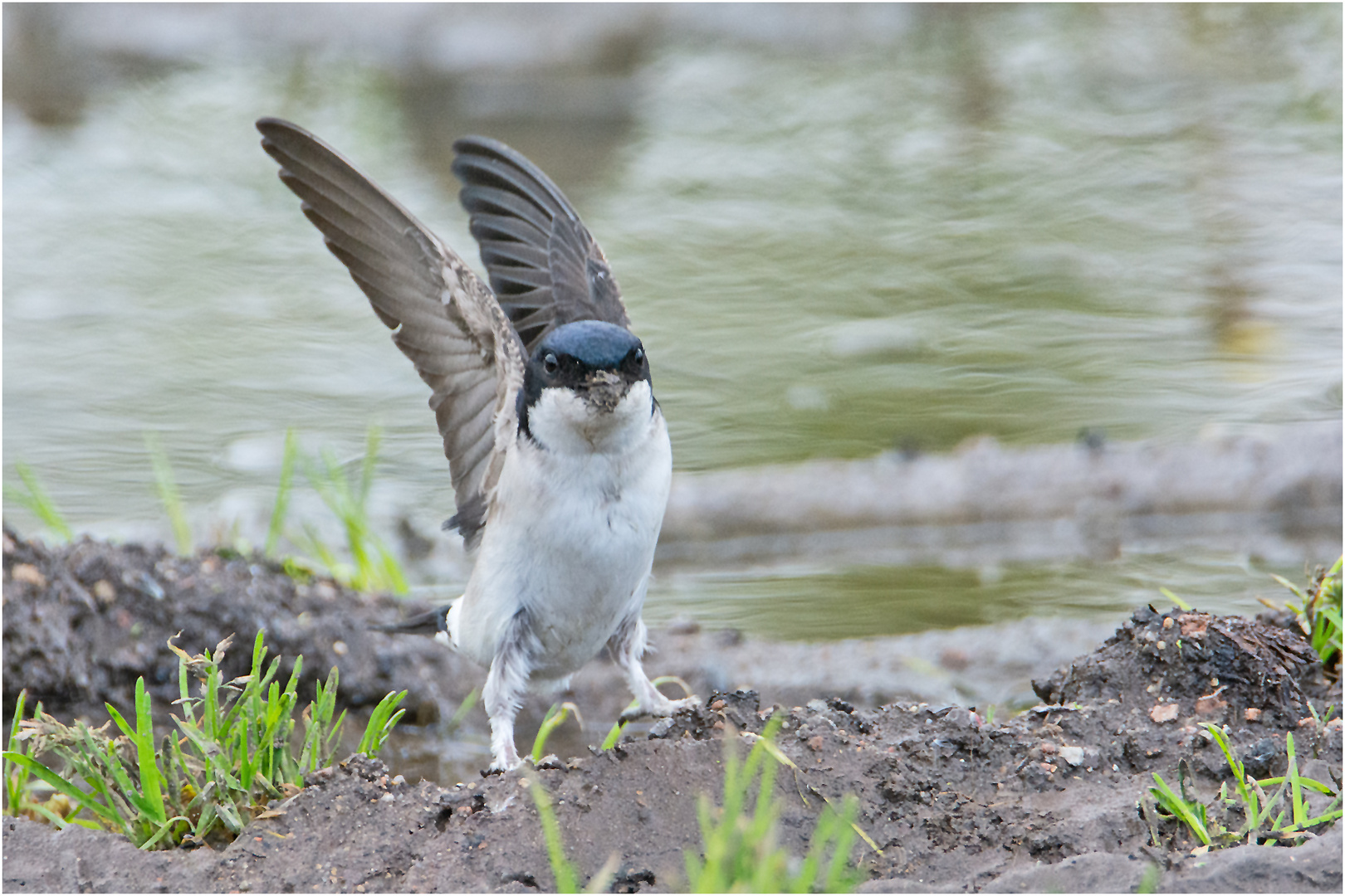 "Up, up and away" - Mehlschwalbe (Delichon urbicum, Syn.: Delichon urbica) bringt . . .