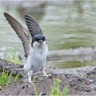 "Up, up and away" - Mehlschwalbe (Delichon urbicum, Syn.: Delichon urbica) bringt . . .