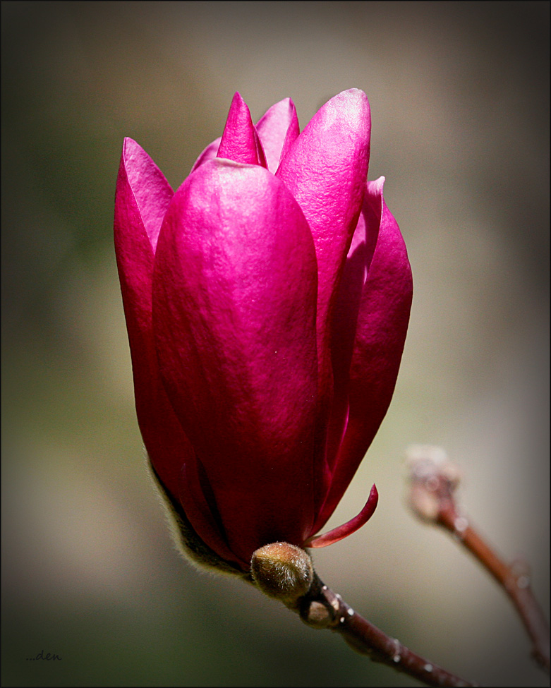 Update #2 on Tulip-tree.....