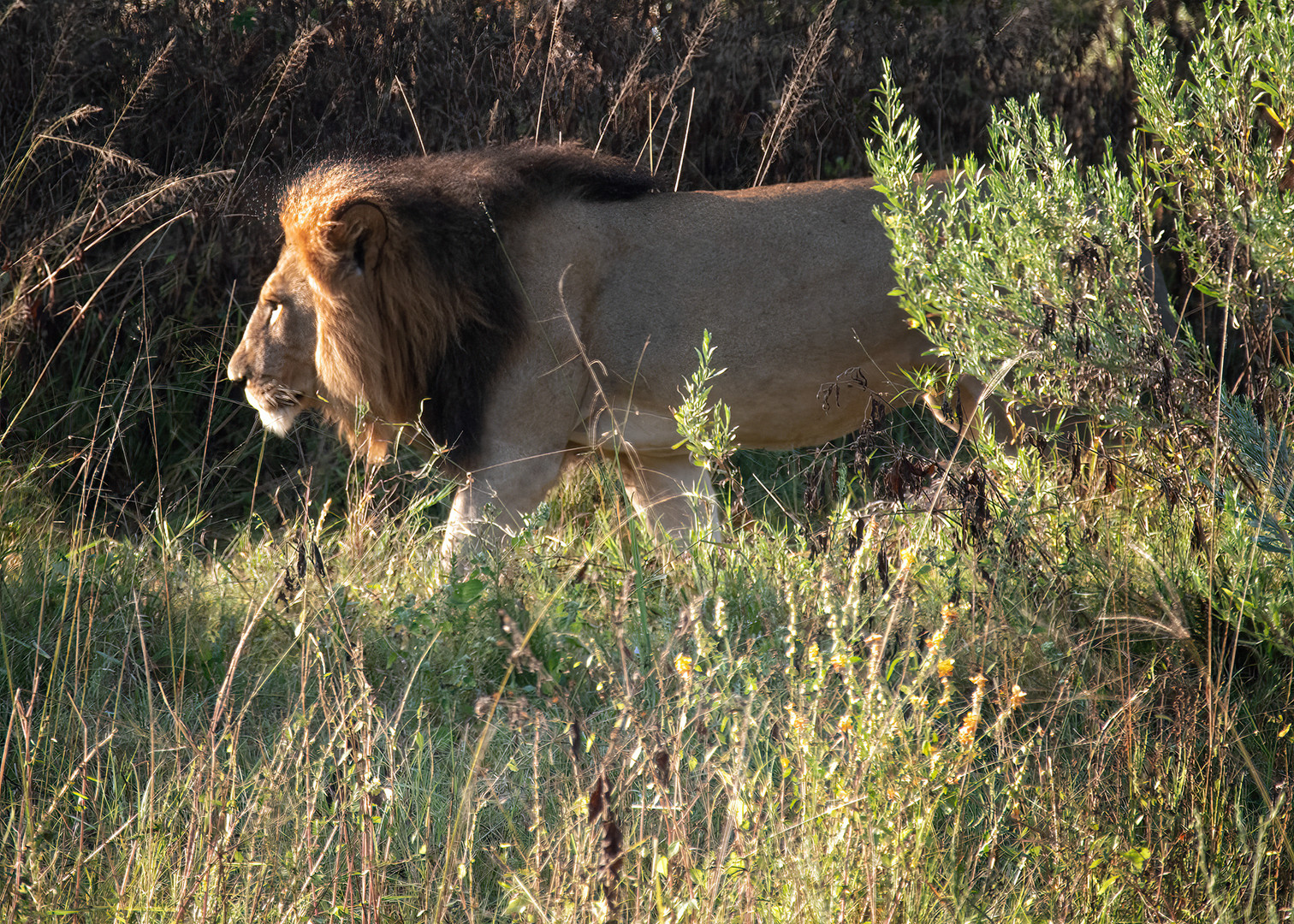 Update: Lions Club verliert Mitglieder