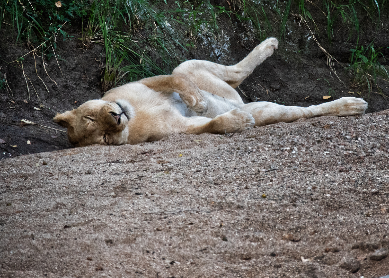 Update: The Lioness sleeps tonight