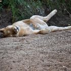 Update: The Lioness sleeps tonight