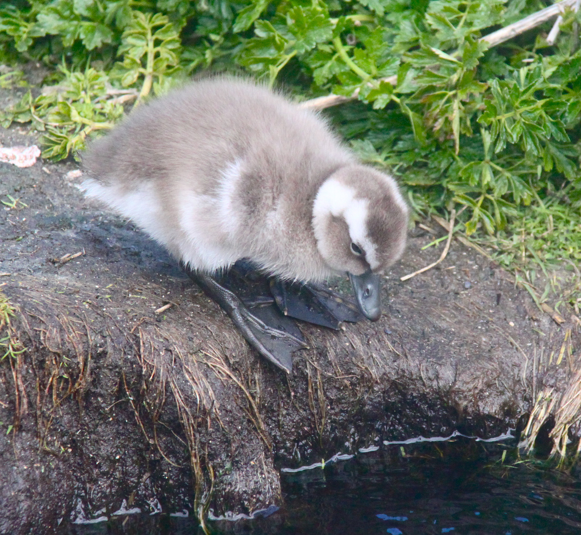 Upland Goose Young