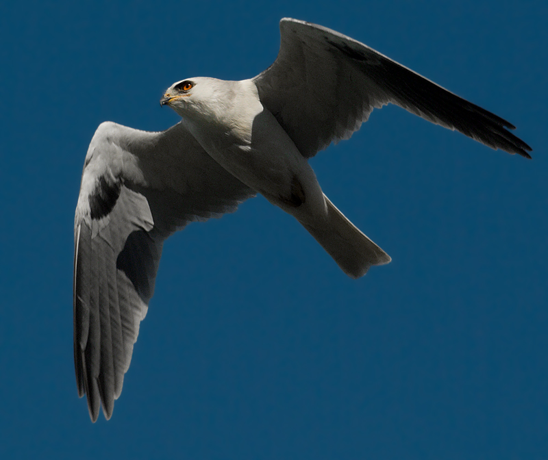 Upload Practice; White-tailed Kite