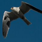 Upload Practice; White-tailed Kite