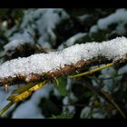 upps? - eine Raupe besonderer Art - *smile