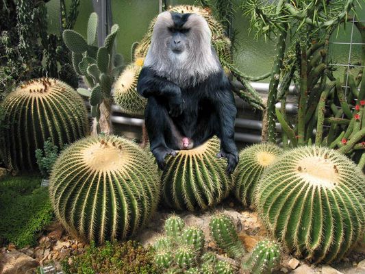 Upps pickst das an meinem Affenpo