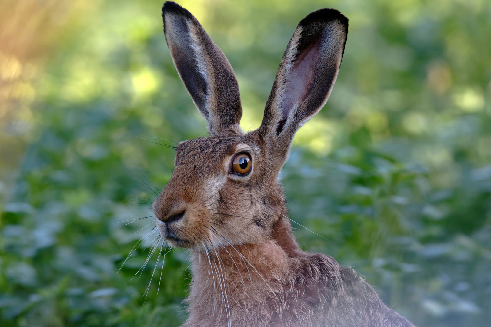 Upps... was sitzt denn da vor mir? Feldhase(Lepus europaeus) , ganz nah