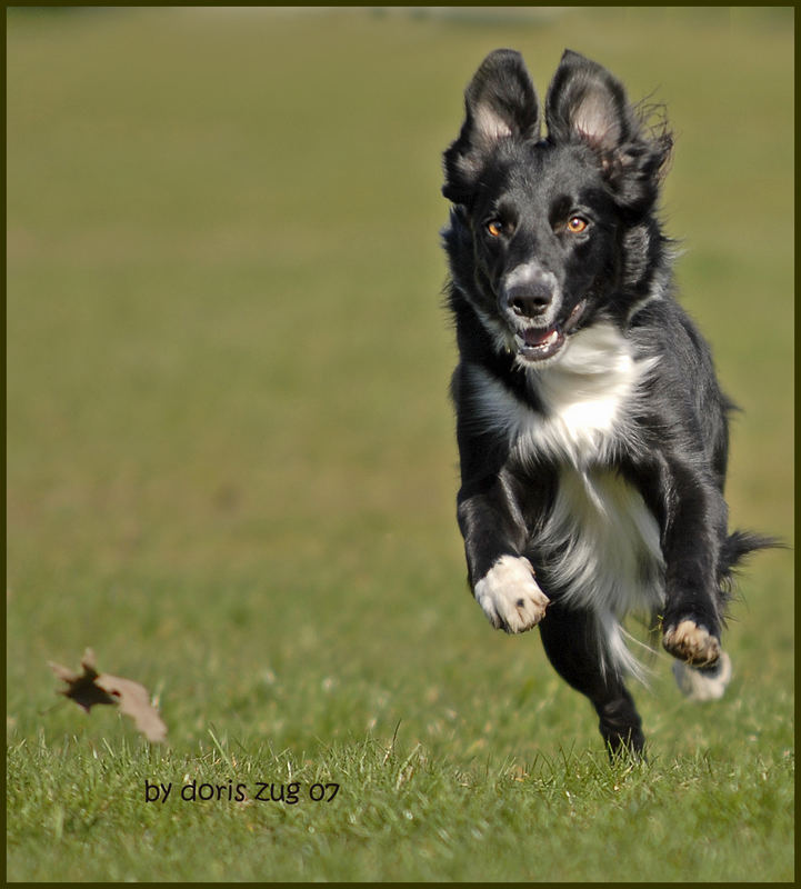 Ups? Border Collie x Osterhase?