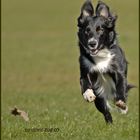 Ups? Border Collie x Osterhase?