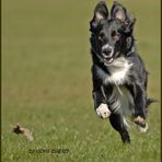 Ups? Border Collie x Osterhase?