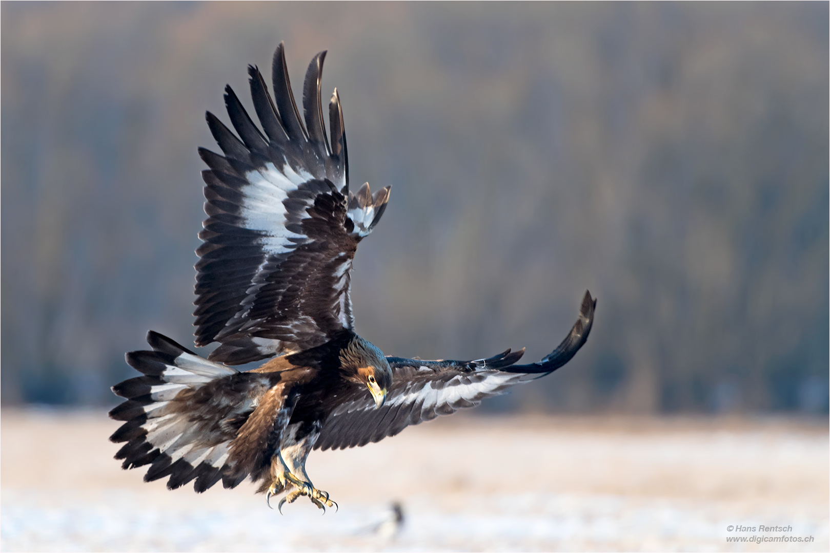 Ups... Ein Steinadler