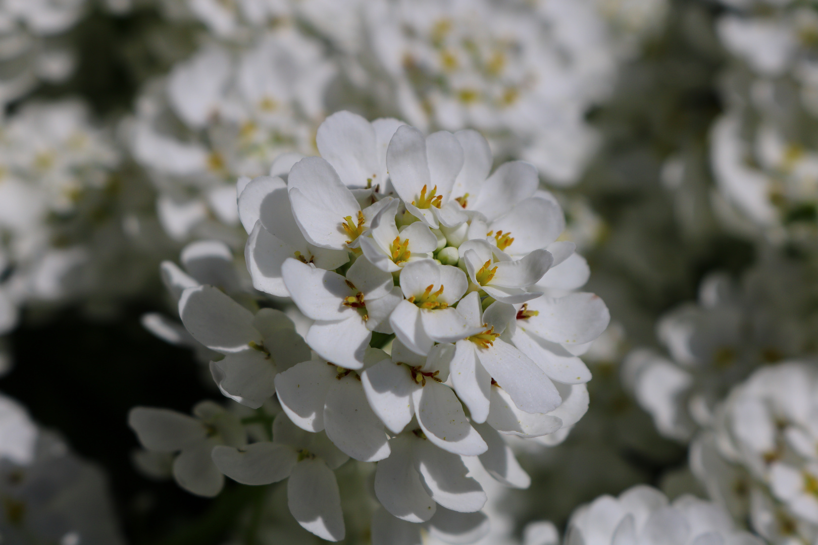 Ups Name der Blume vergessen , Mutter'n nochmal fragen , lach