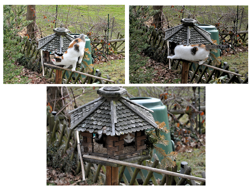 Ups......., was ist das den für ein schräger Vogel.............